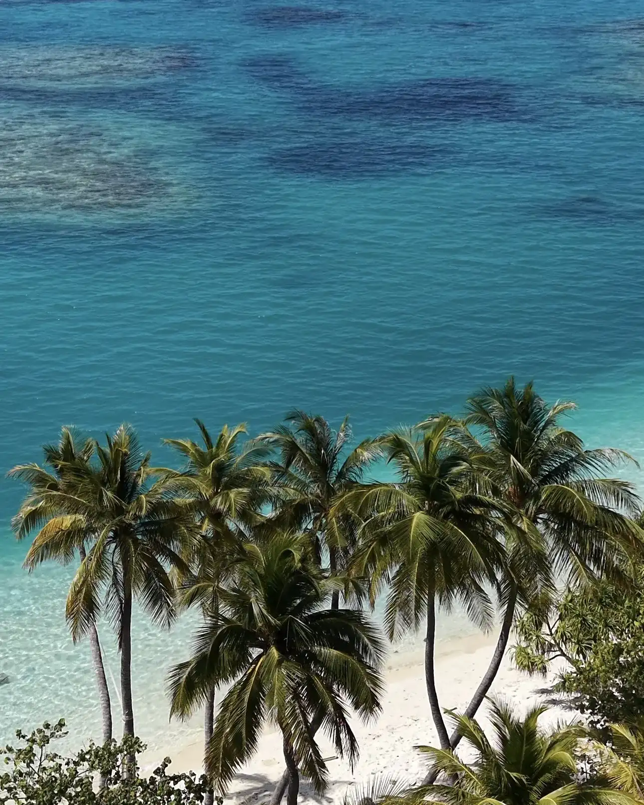 Aerial view of palm trees and beach above a reef with a boat offshore