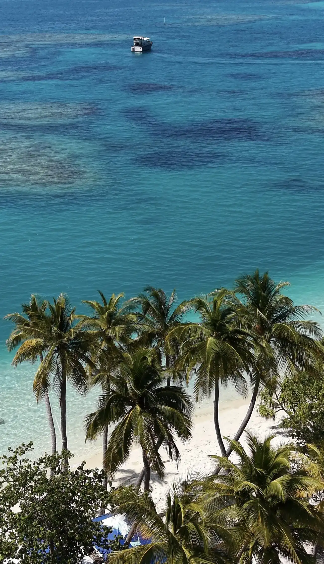 Aerial view of palm trees and beach above a reef with a boat offshore