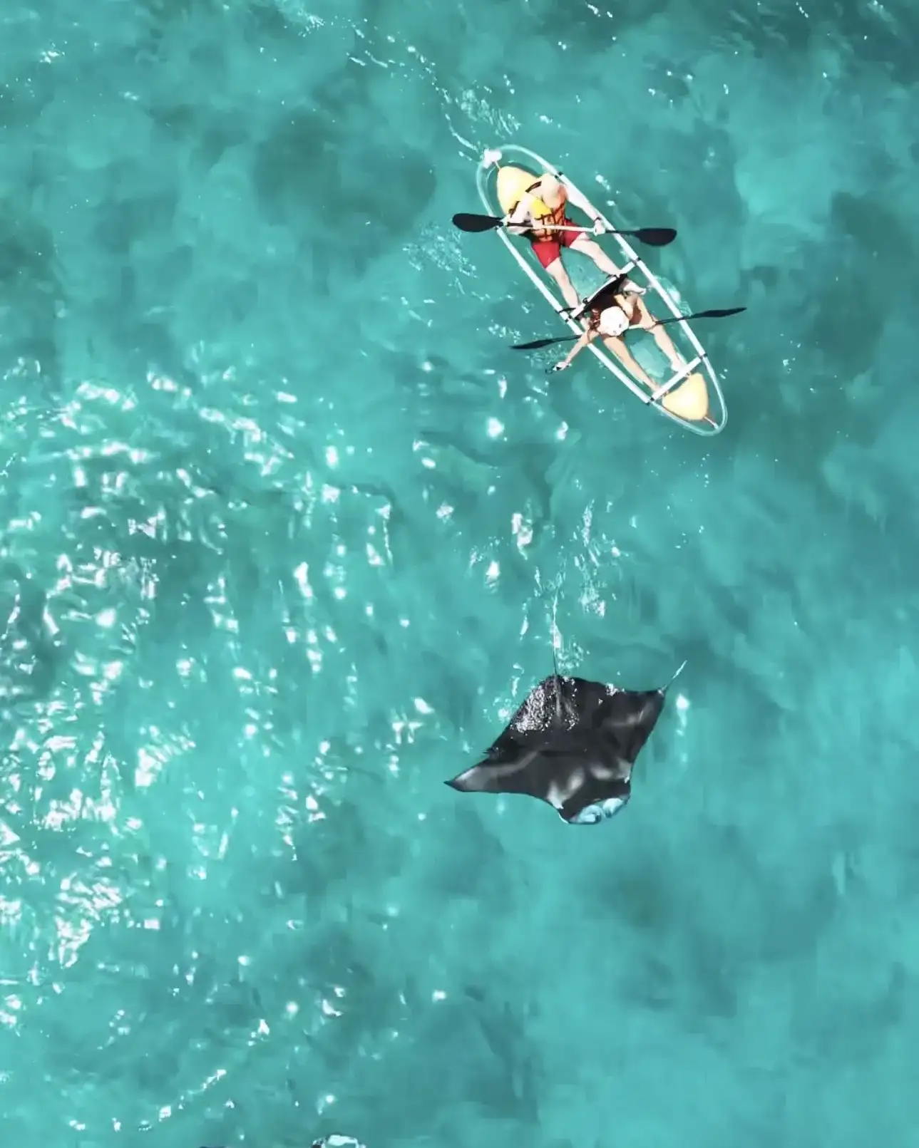 Clear kayak on turquoise water with two rays swimming below, from above