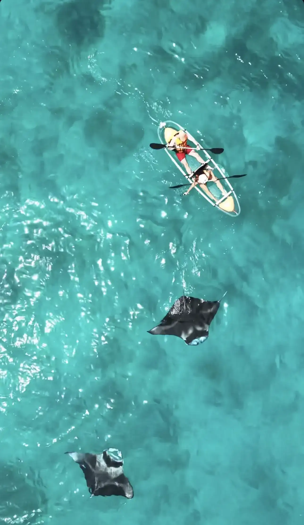Clear kayak on turquoise water with two rays swimming below, from above