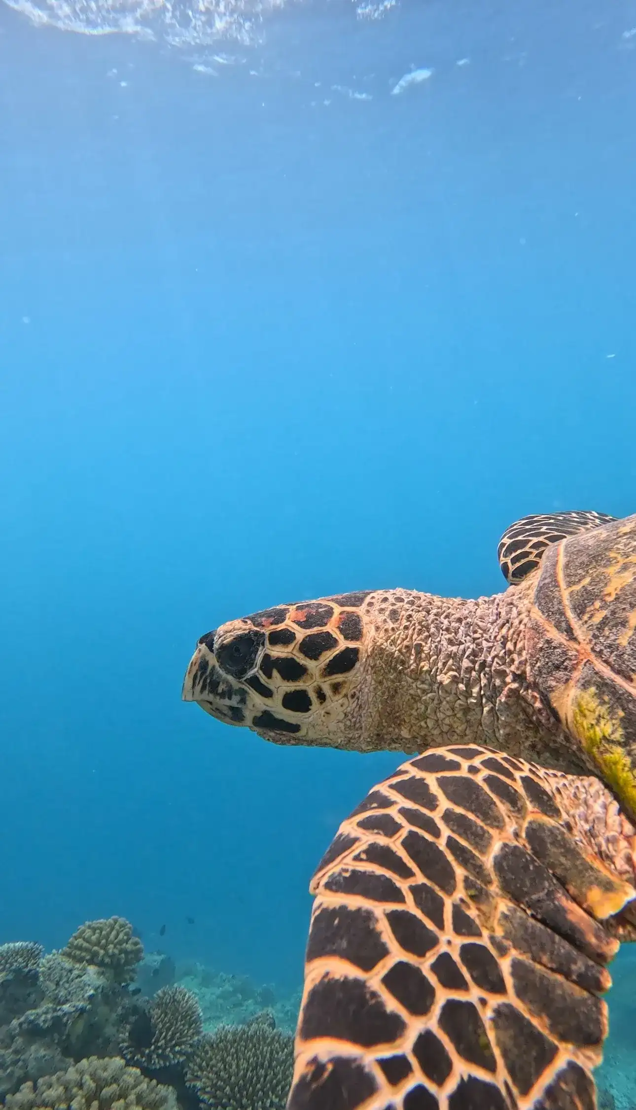 Close-up of a hawksbill turtle swimming over coral