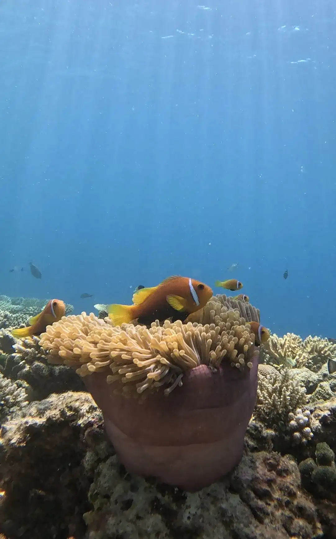 Clownfish sheltering in a sea anemone on the reef