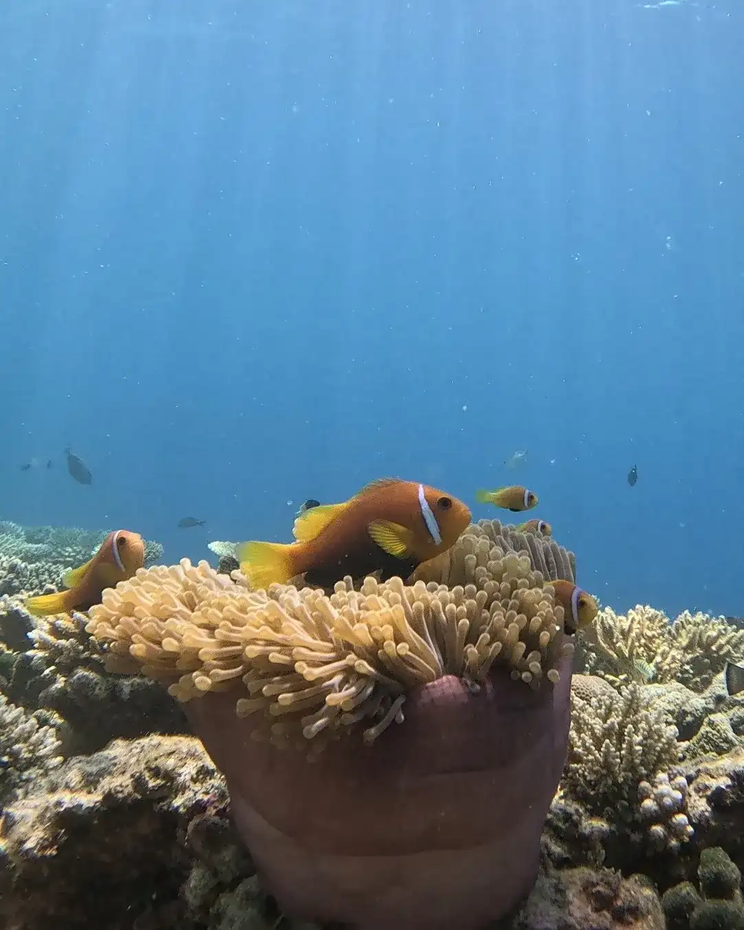 Clownfish sheltering in a sea anemone on the reef