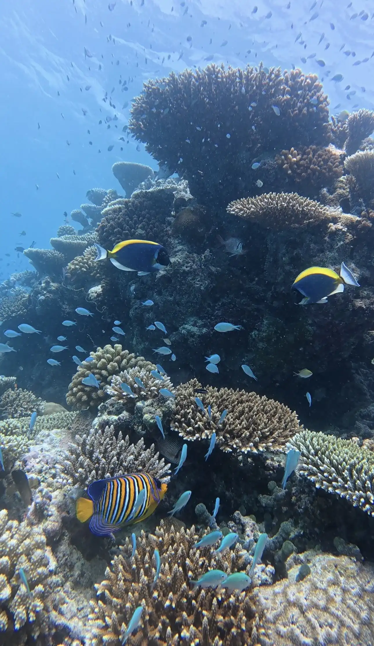 Colourful coral reef with a regal angelfish and reef fish