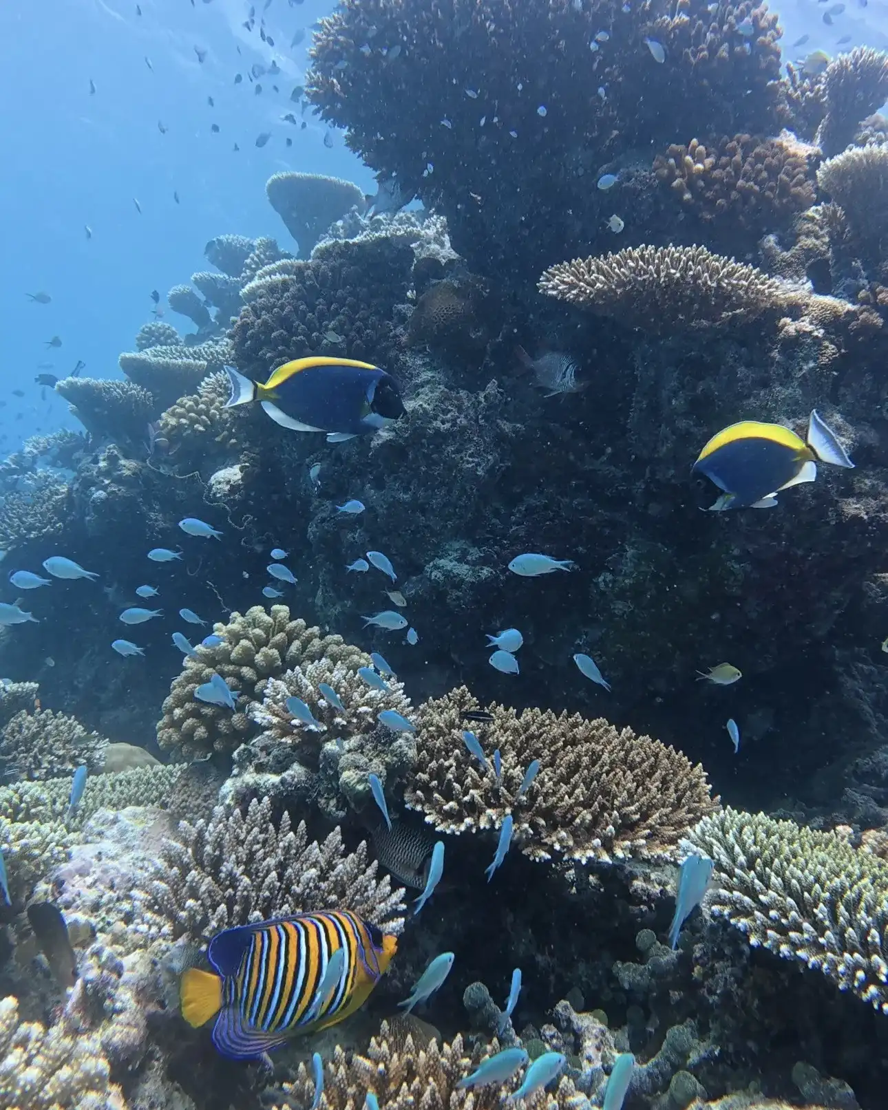 Colourful coral reef with a regal angelfish and reef fish