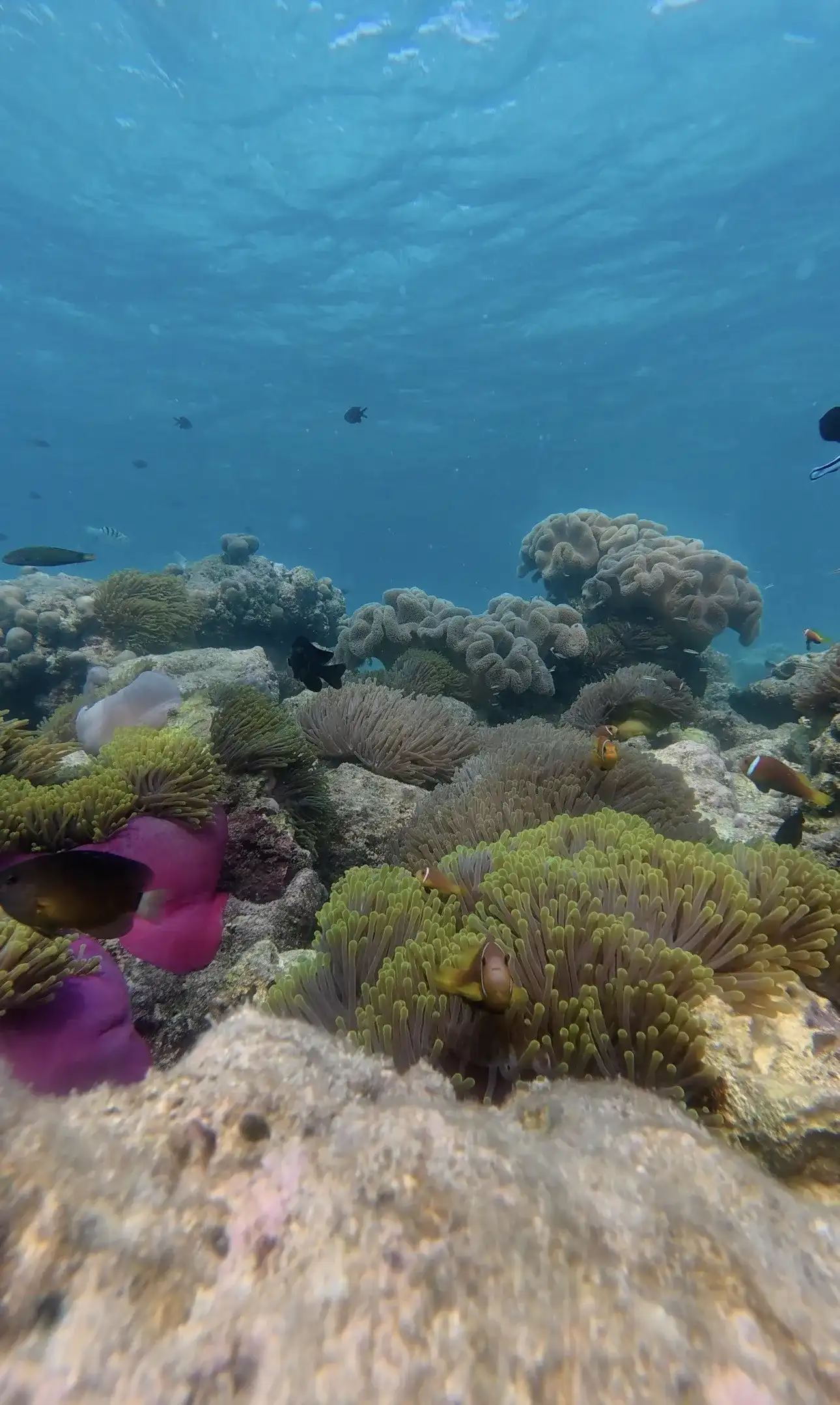 Coral garden with a purple anemone and soft corals underwater