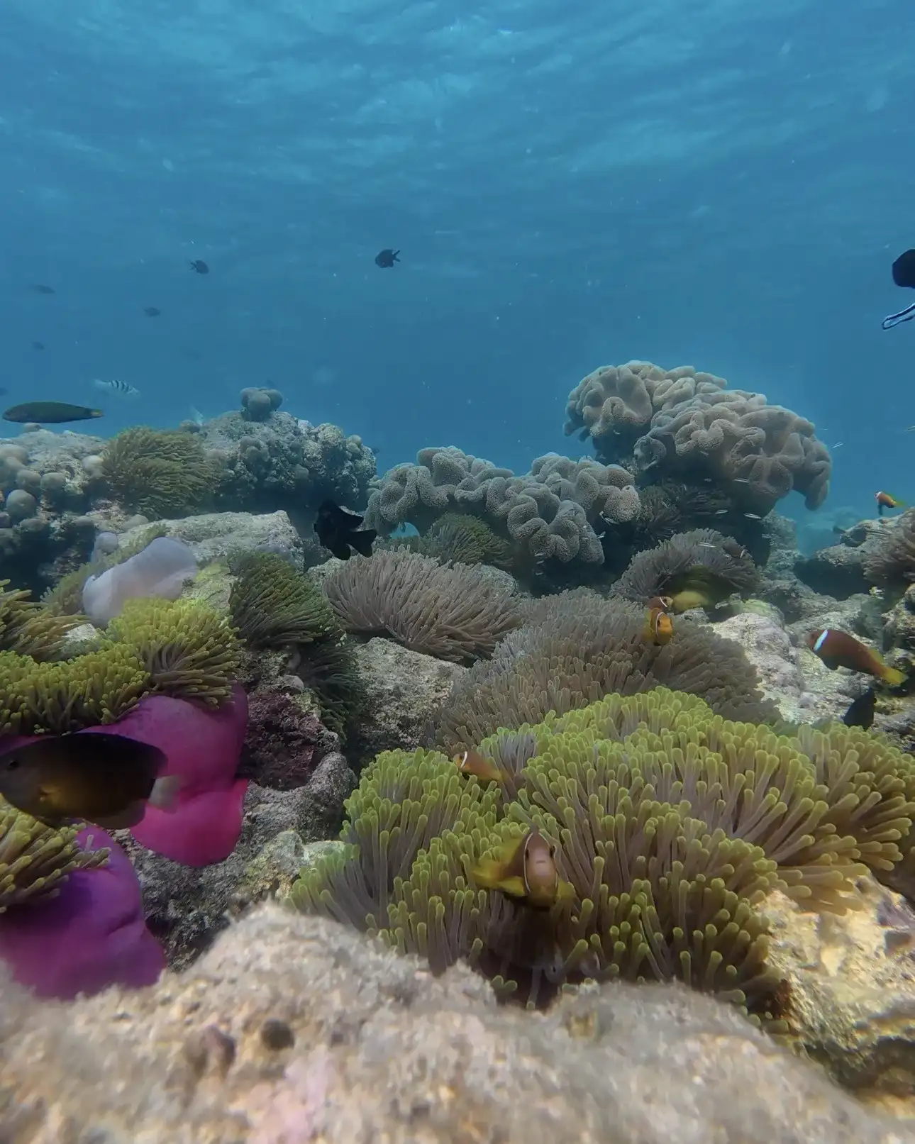 Coral garden with a purple anemone and soft corals underwater