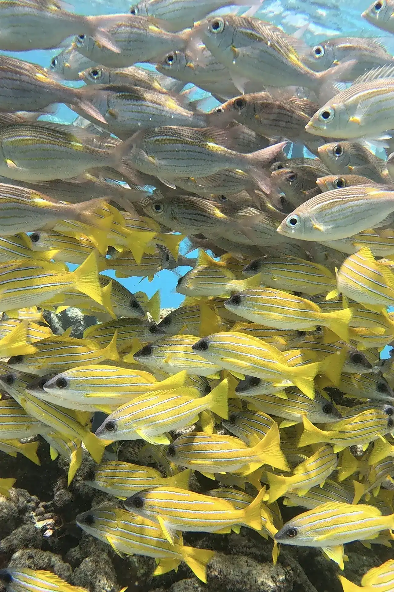 Dense school of yellow bluestripe snappers over the reef