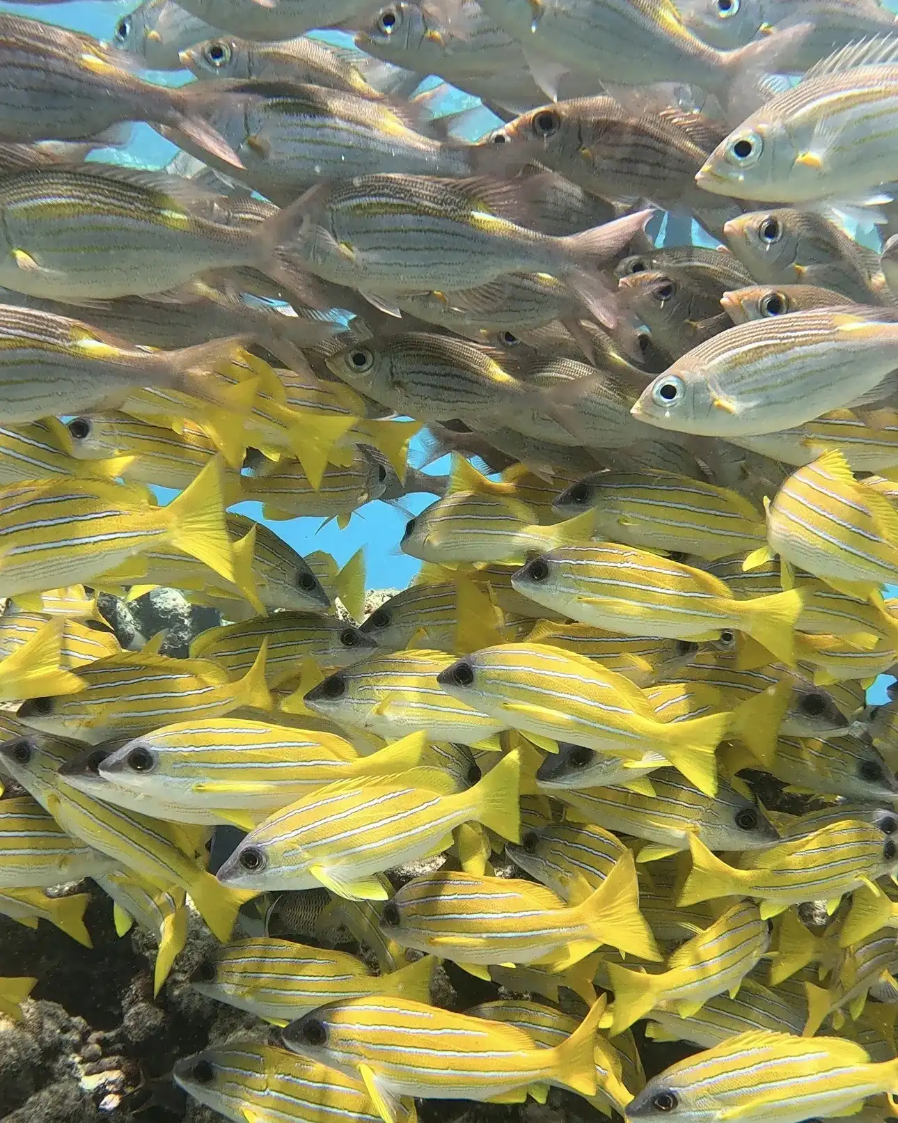 Dense school of yellow bluestripe snappers over the reef