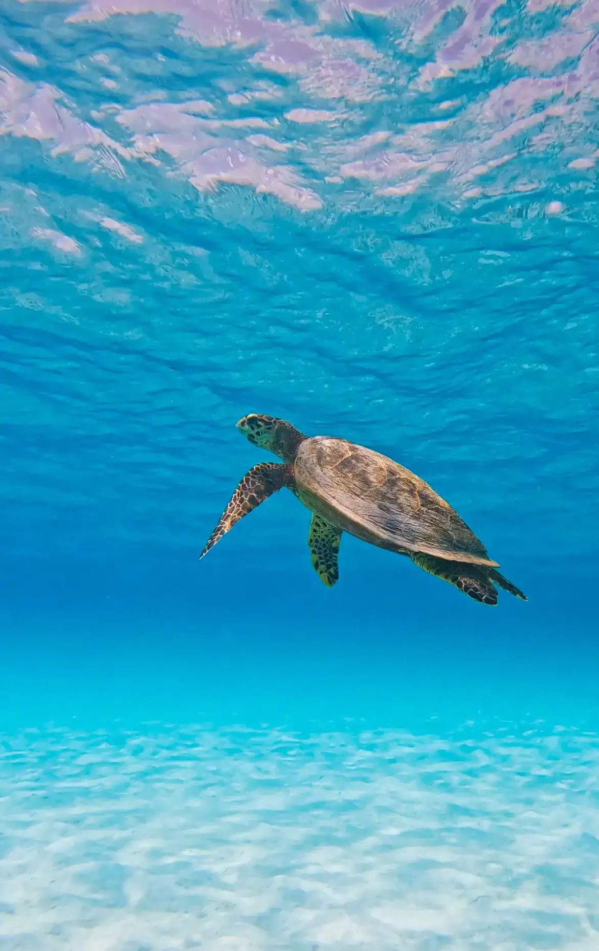 Green sea turtle swimming over white sand in blue water