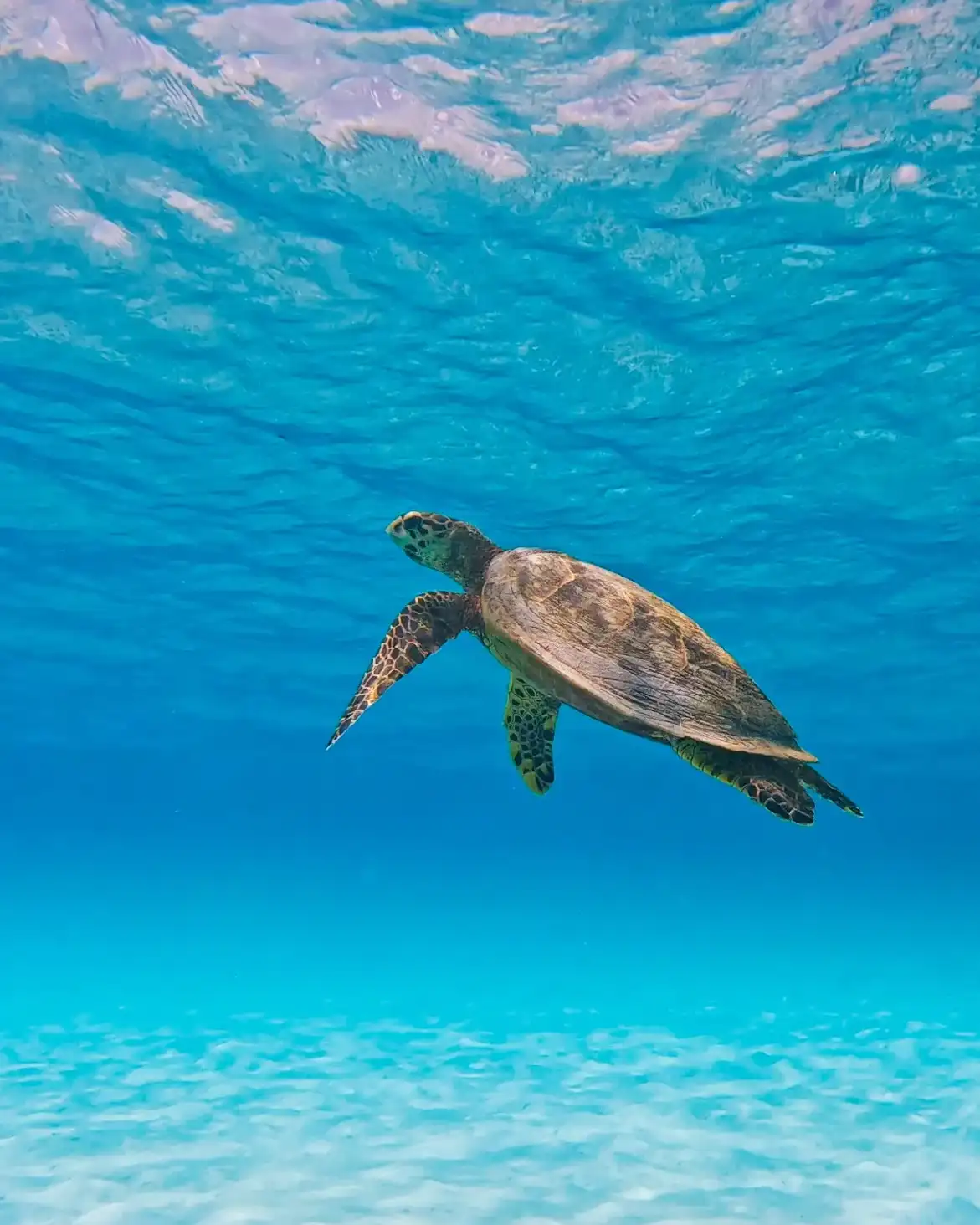Green sea turtle swimming over white sand in blue water