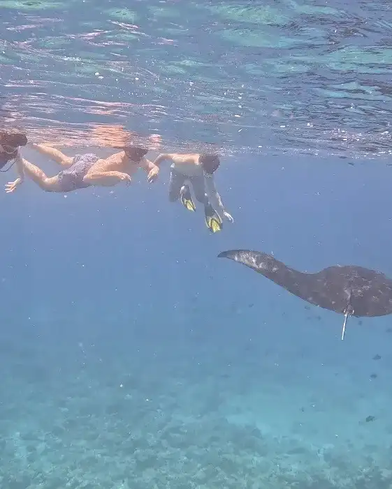 Group of snorkellers swimming above a manta ray in blue water