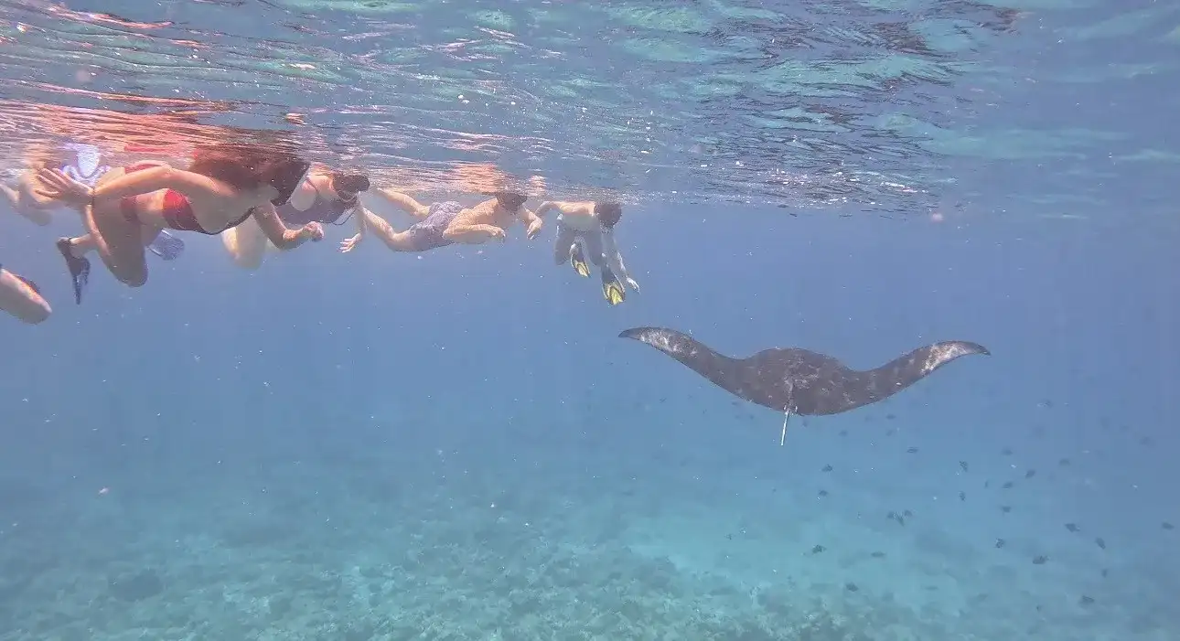 Group of snorkellers swimming above a manta ray in blue water