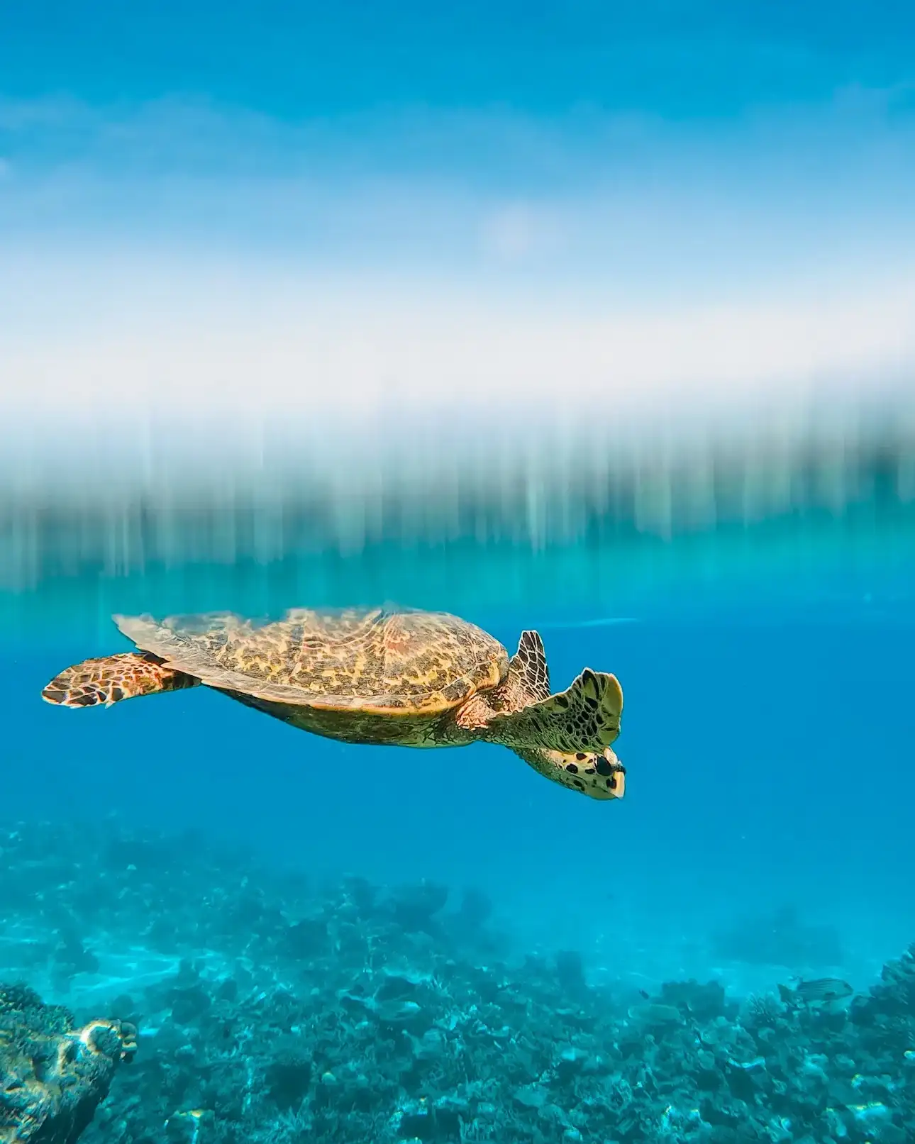 Hawksbill turtle swimming over the reef, half above and below the surface