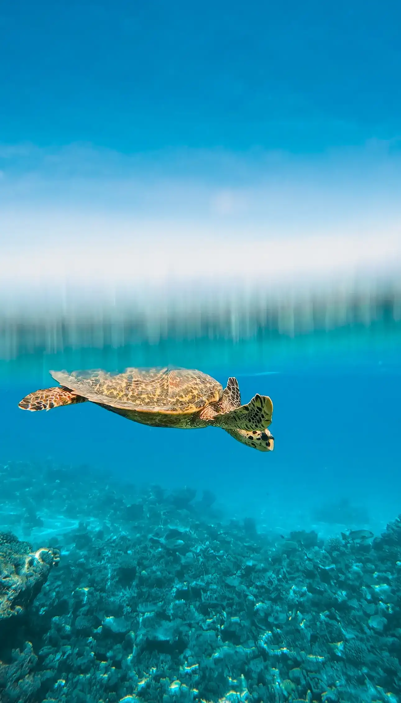 Hawksbill turtle swimming over the reef, half above and below the surface