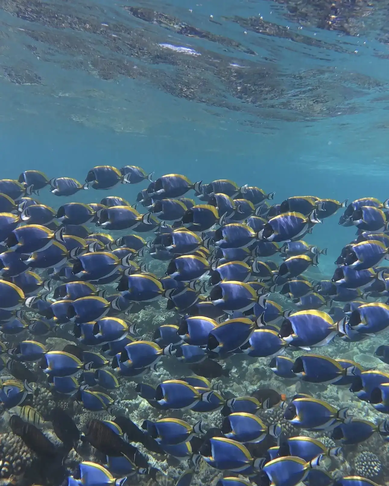 Large school of powder blue surgeonfish over a coral reef