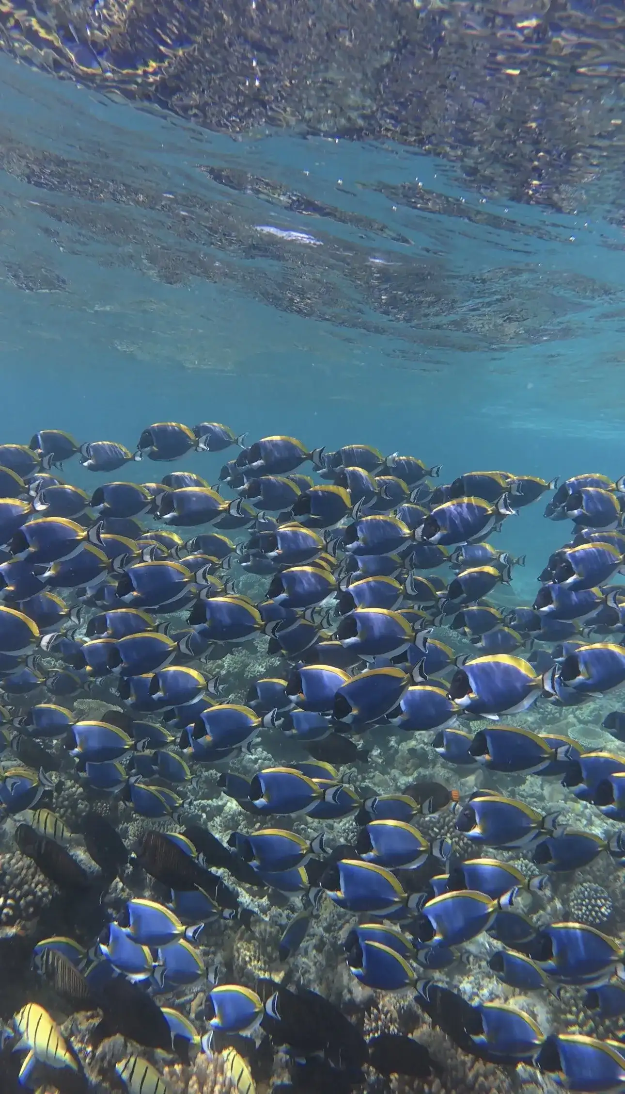 Large school of powder blue surgeonfish over a coral reef