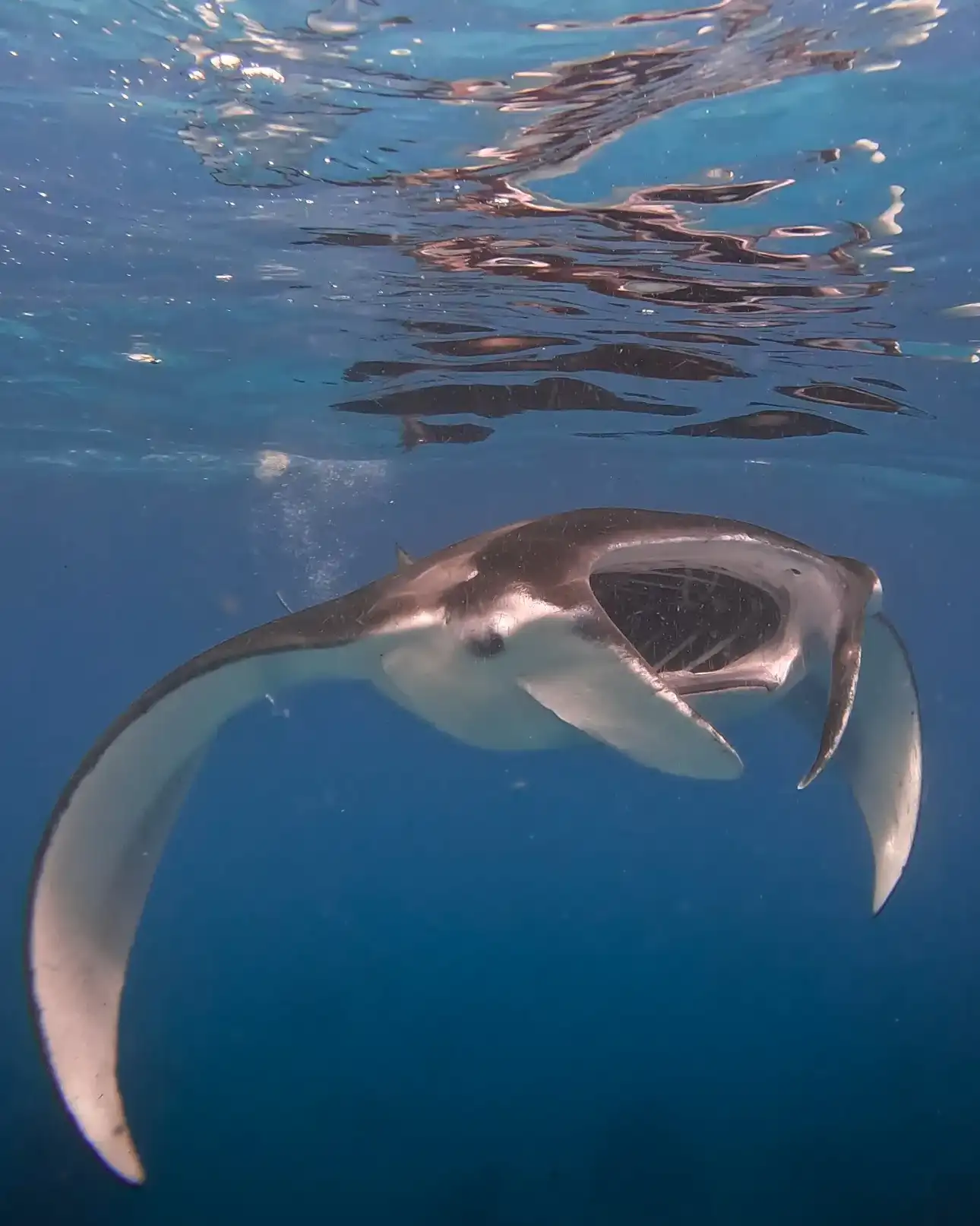 Manta ray feeding with its mouth open in deep blue water