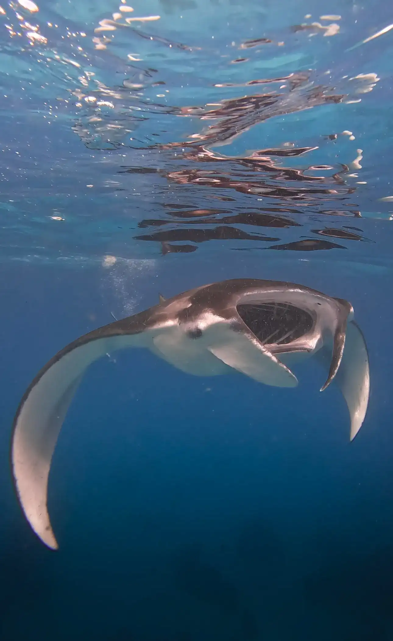 Manta ray feeding with its mouth open in deep blue water