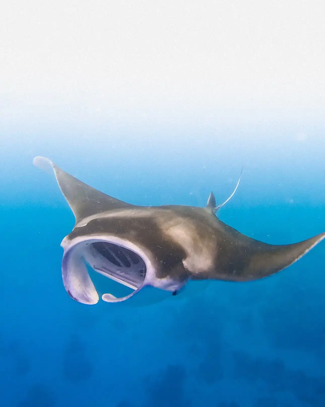 Manta ray gliding with its mouth open in bright blue water