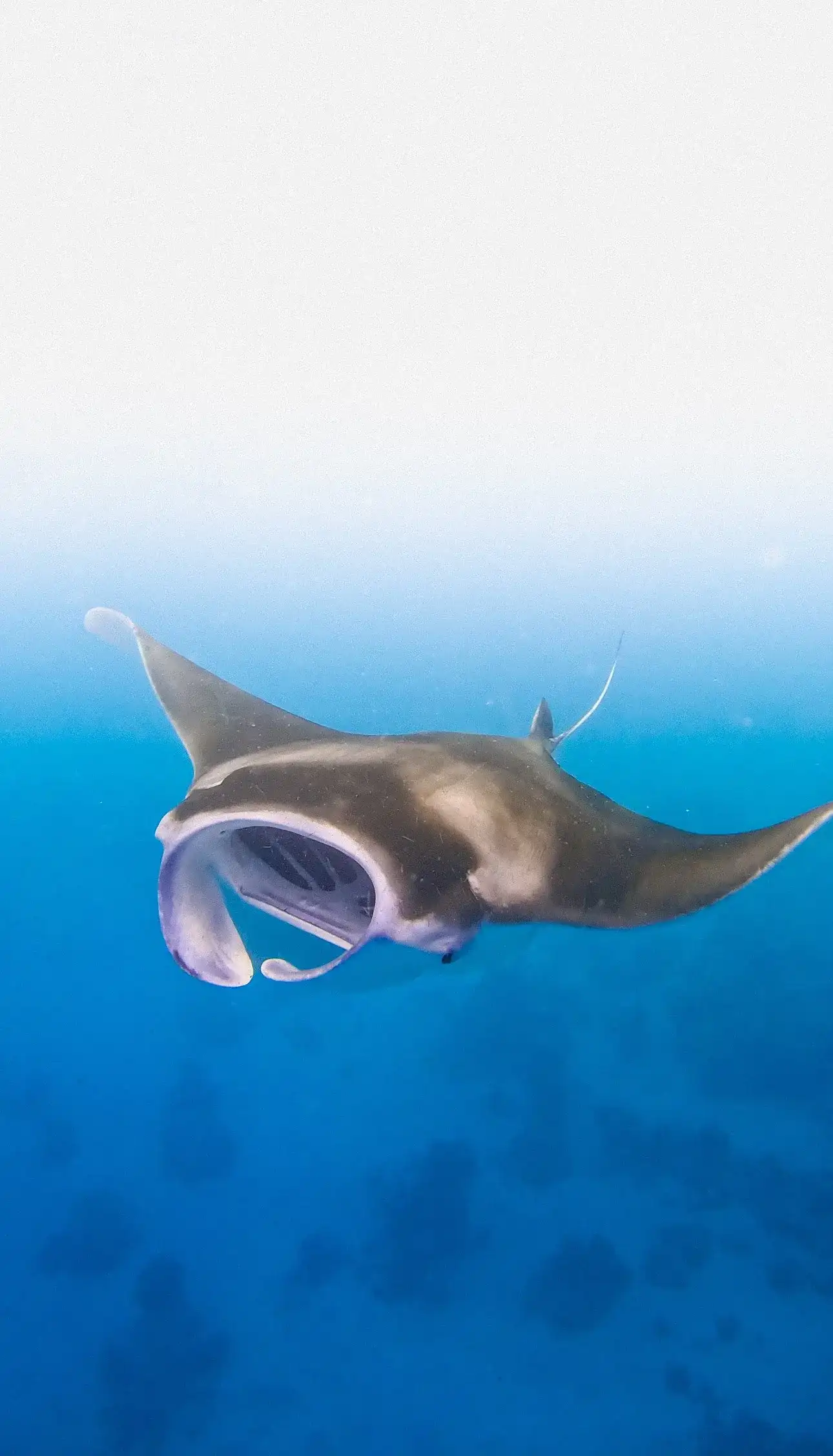 Manta ray gliding with its mouth open in bright blue water