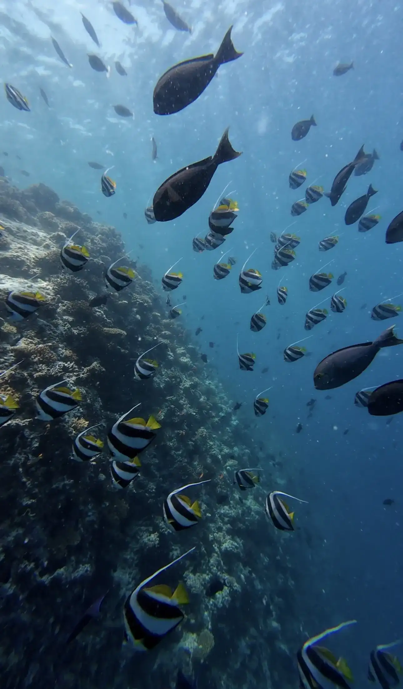 Moorish idols and reef fish swimming along a coral wall