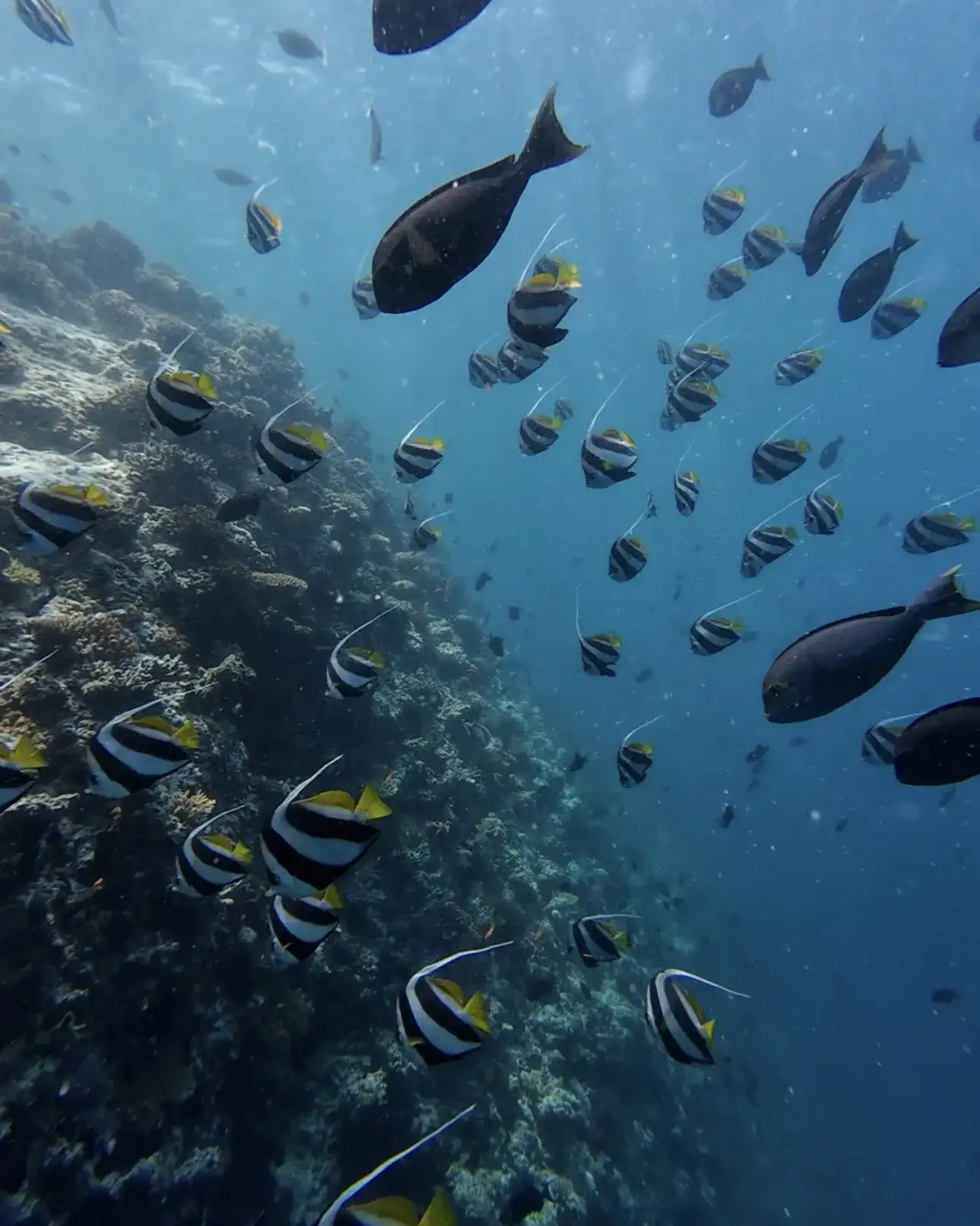 Moorish idols and reef fish swimming along a coral wall