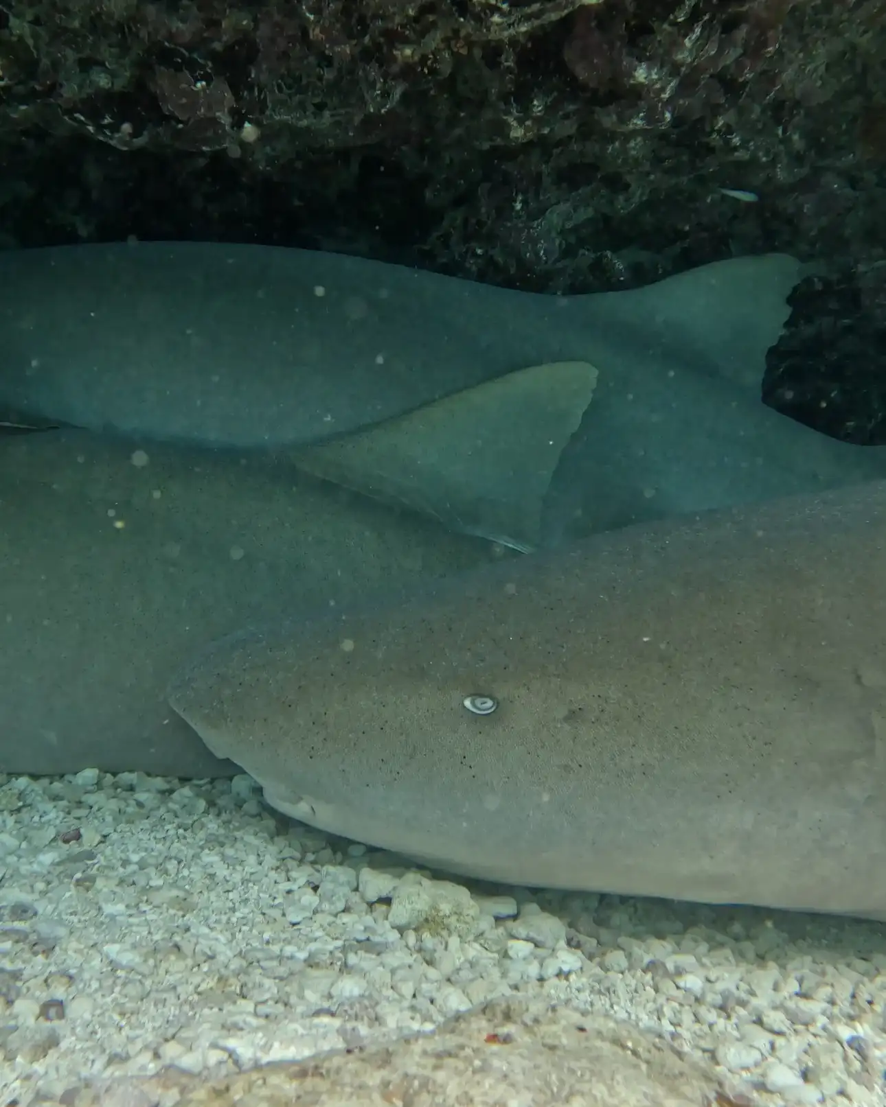 Nurse sharks resting on the sand under a reef ledge