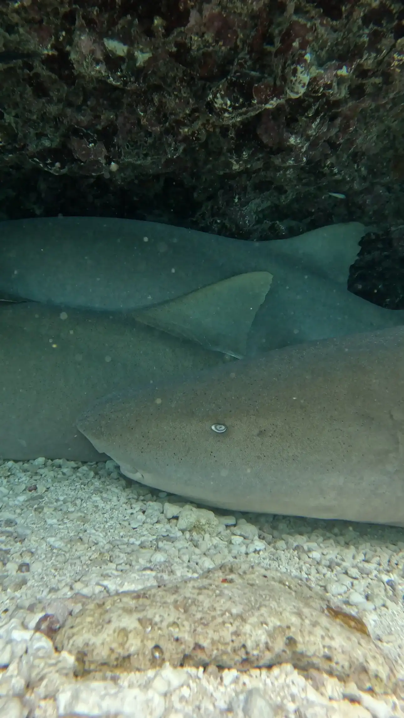 Nurse sharks resting on the sand under a reef ledge