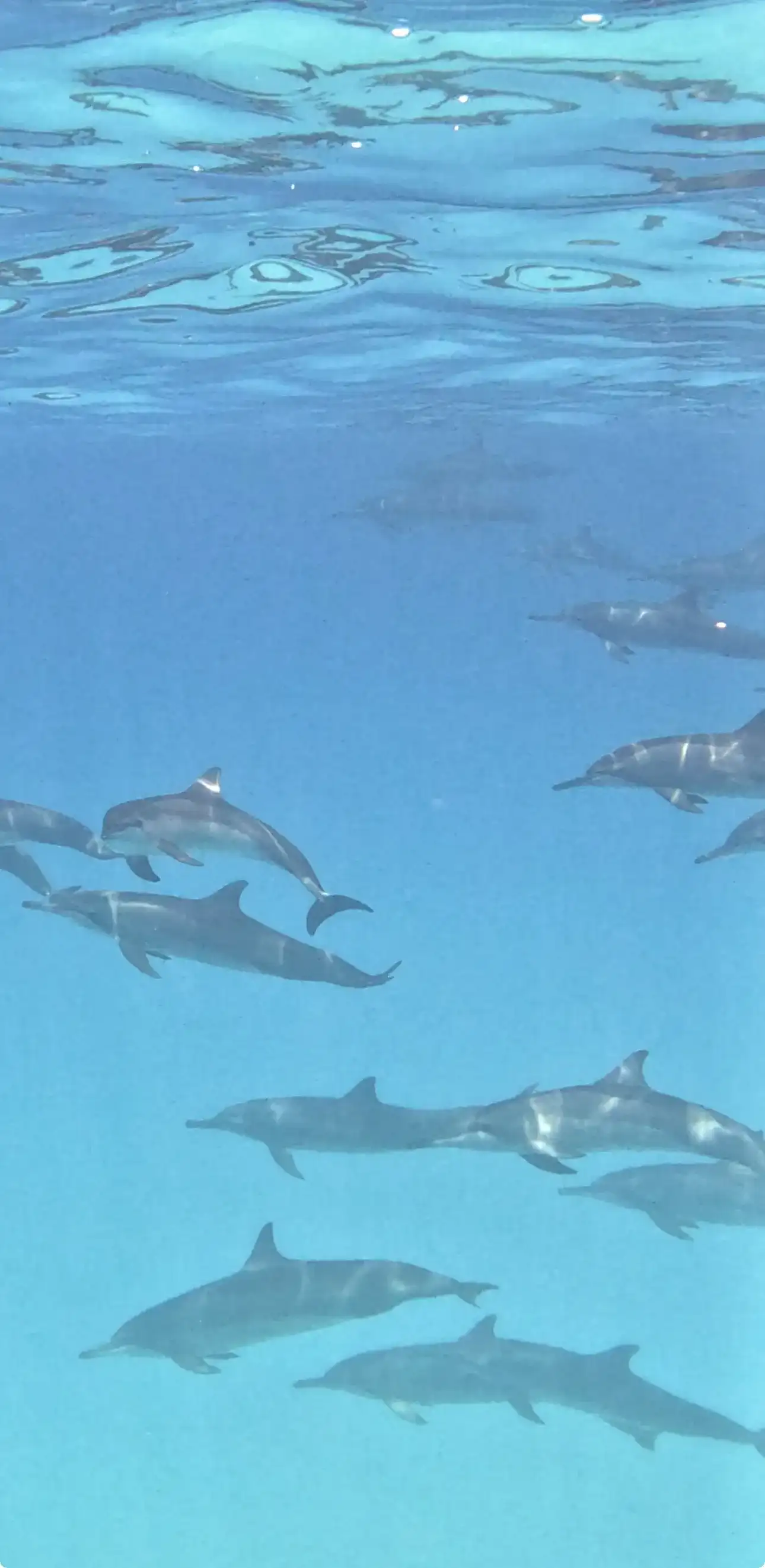 Pod of spinner dolphins swimming underwater in clear blue water