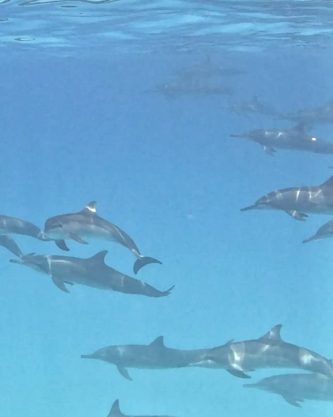 Pod of spinner dolphins swimming underwater in clear blue water
