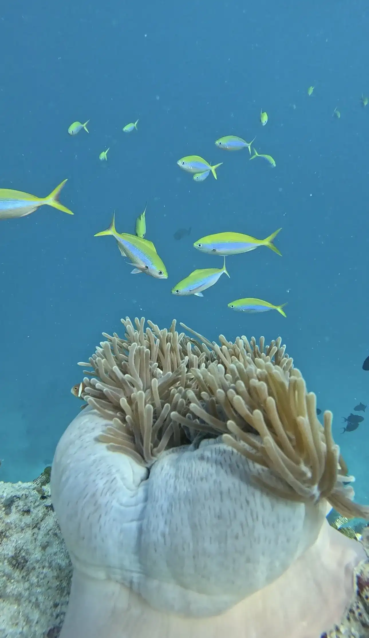 Sea anemone on the reef with small yellow and blue fish
