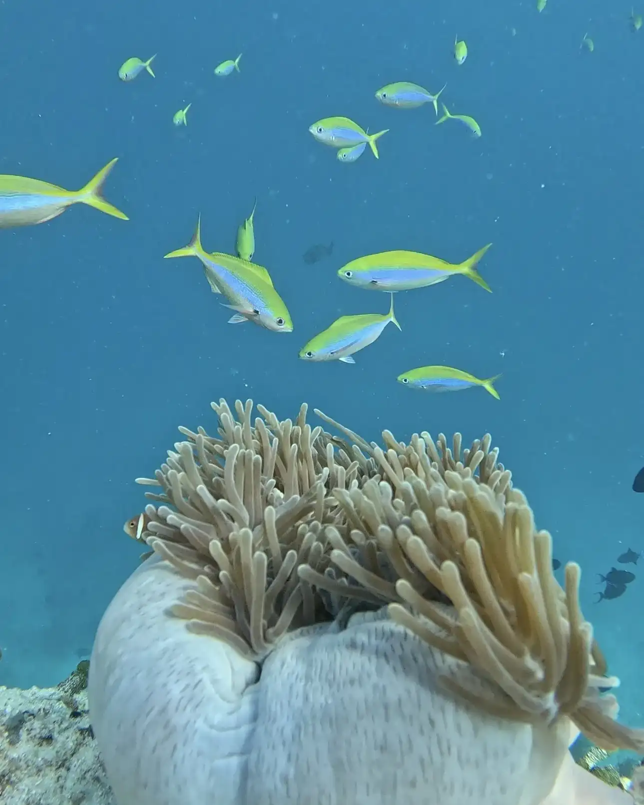 Sea anemone on the reef with small yellow and blue fish