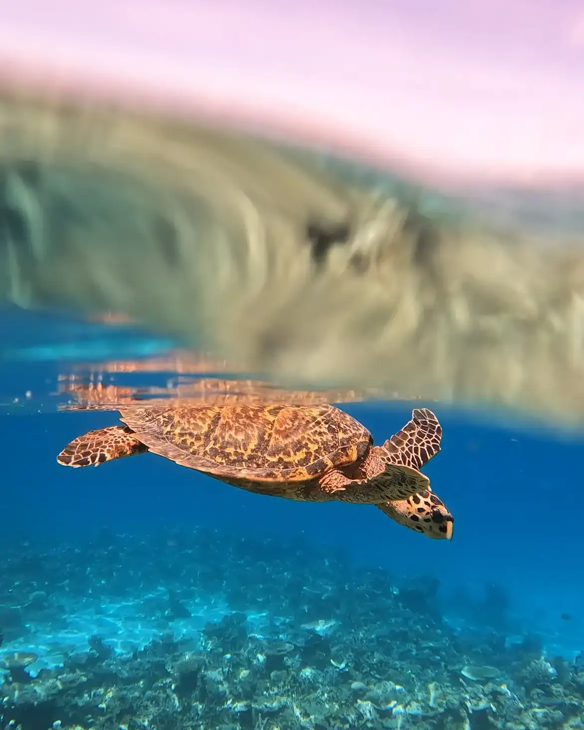 Sea turtle swimming over the reef in a split shot above and below the water