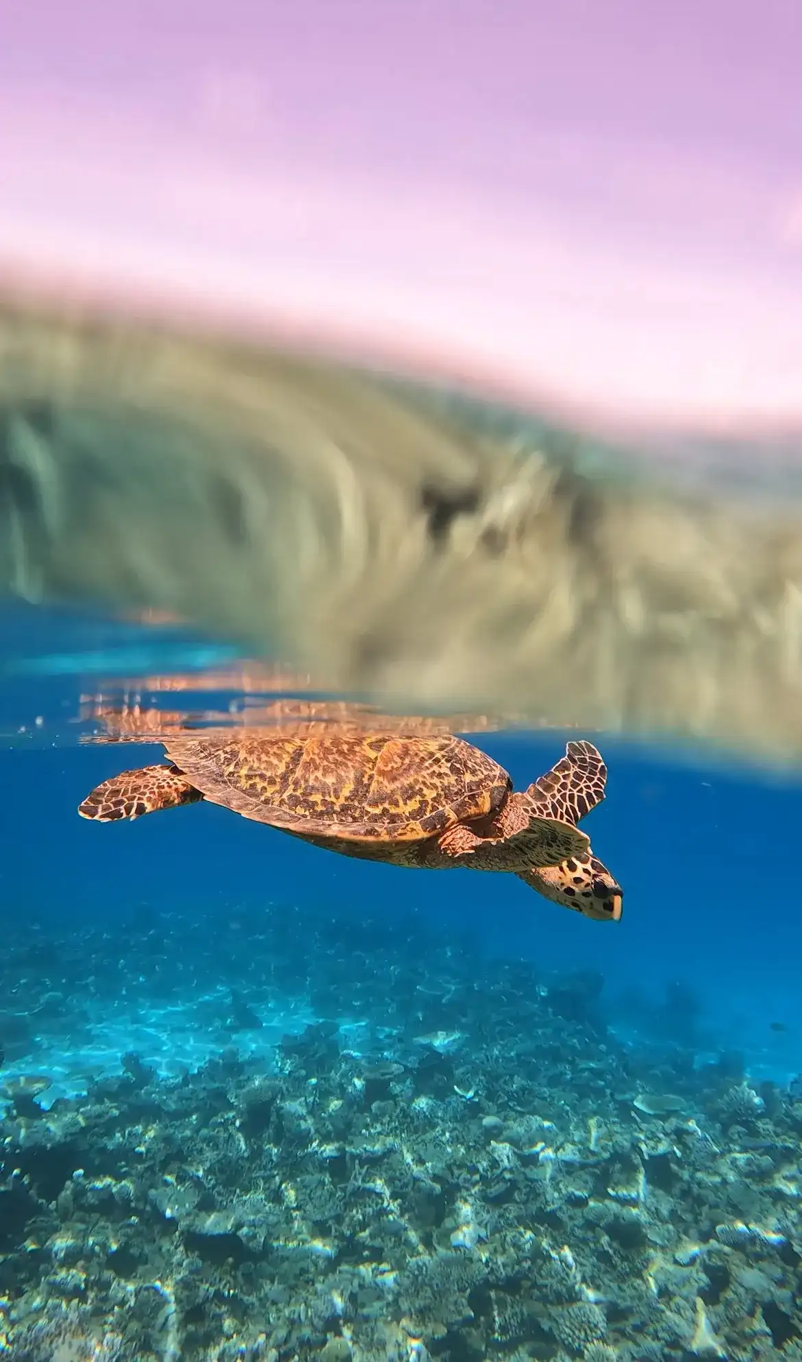 Sea turtle swimming over the reef in a split shot above and below the water
