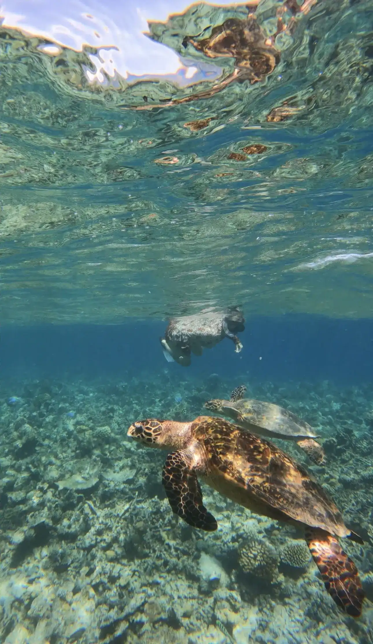 Snorkeller swimming above a green sea turtle on the reef