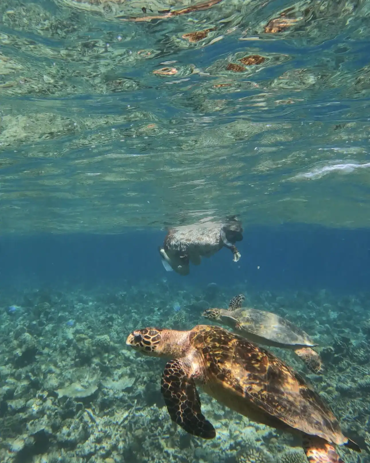 Snorkeller swimming above a green sea turtle on the reef