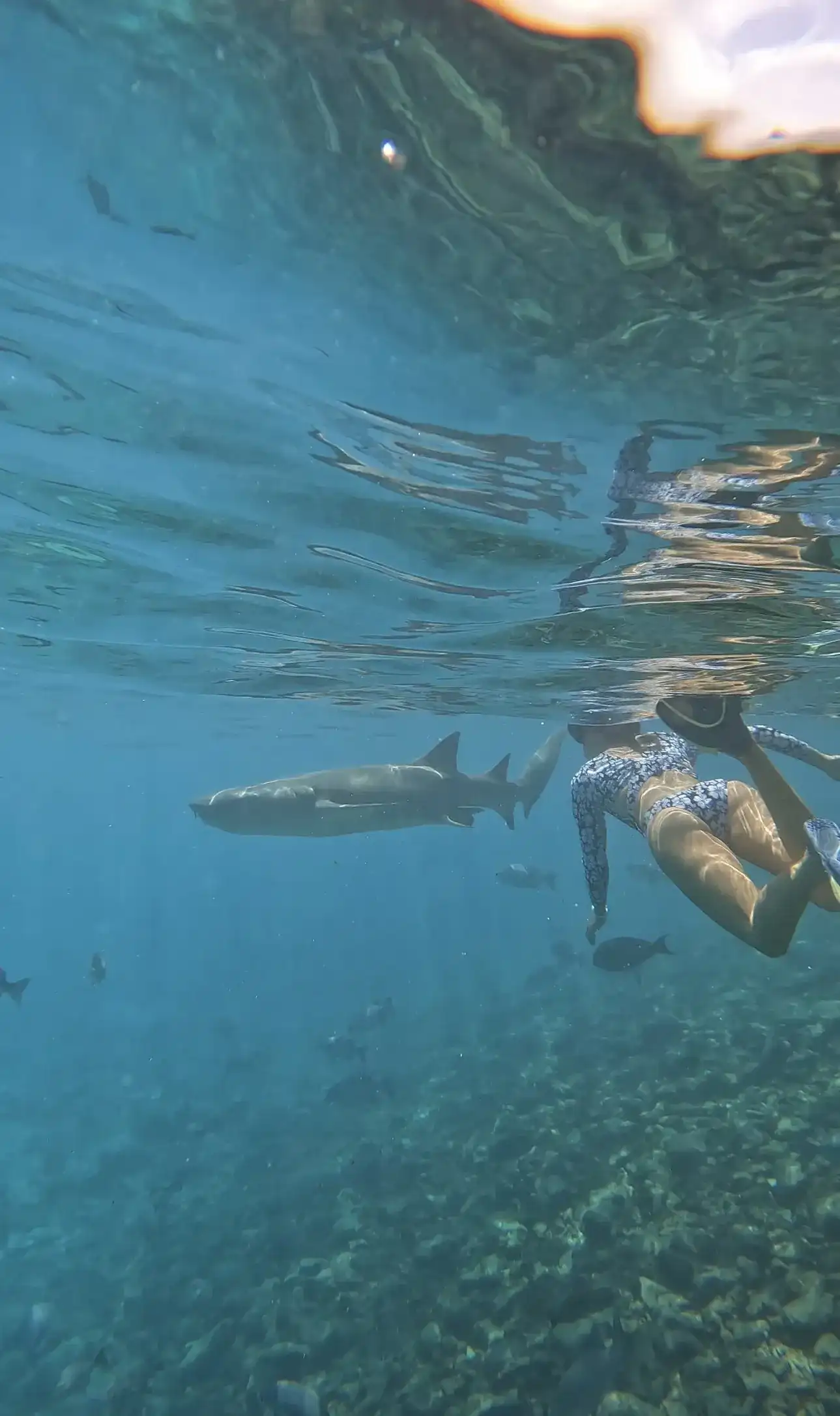 Snorkeller swimming alongside a nurse shark in clear water