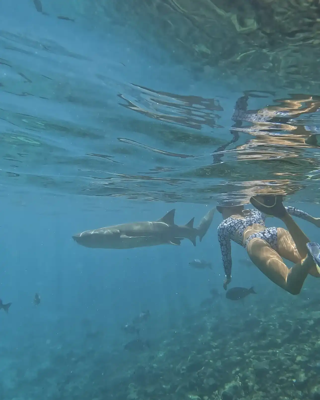 Snorkeller swimming alongside a nurse shark in clear water