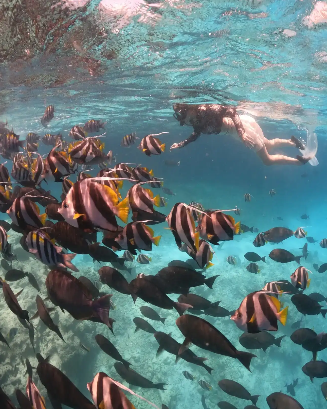 Snorkeller swimming with a school of butterflyfish over the reef