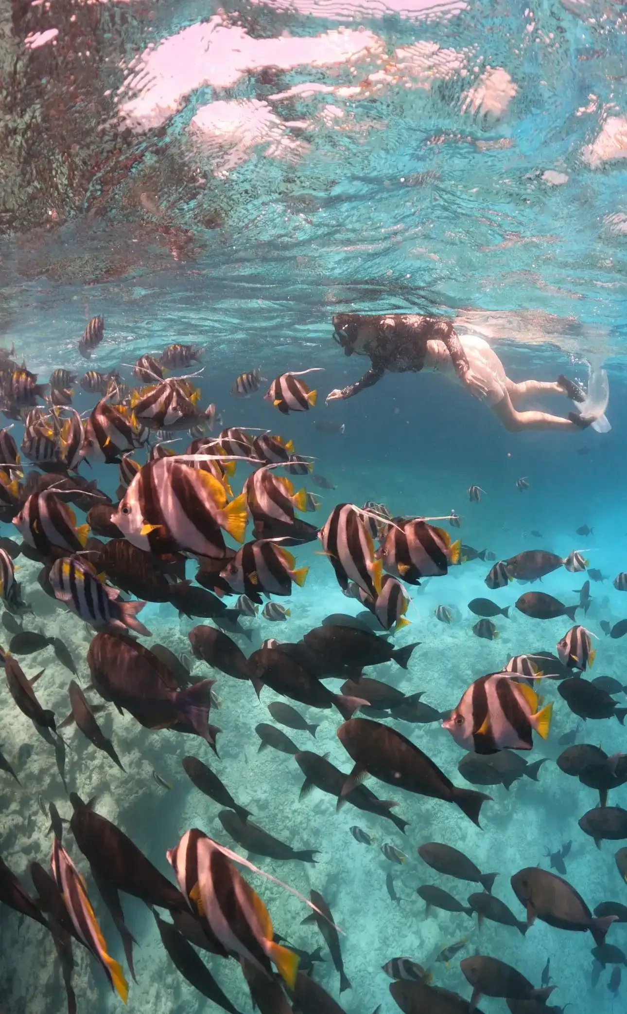 Snorkeller swimming with a school of butterflyfish over the reef