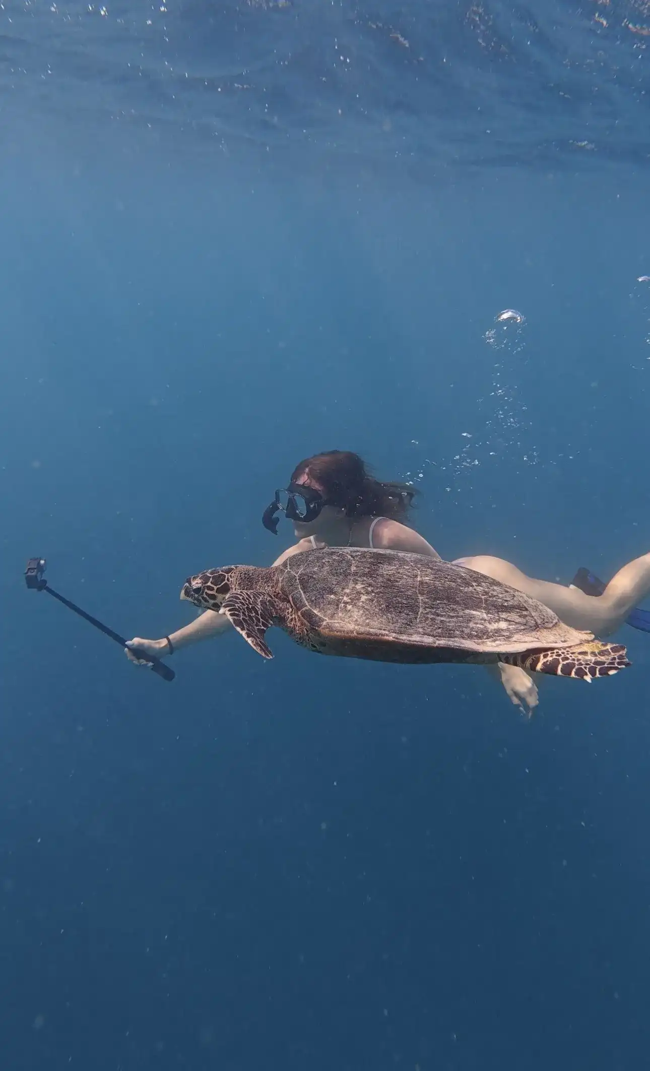 Snorkeller with a camera pole swimming beside a sea turtle