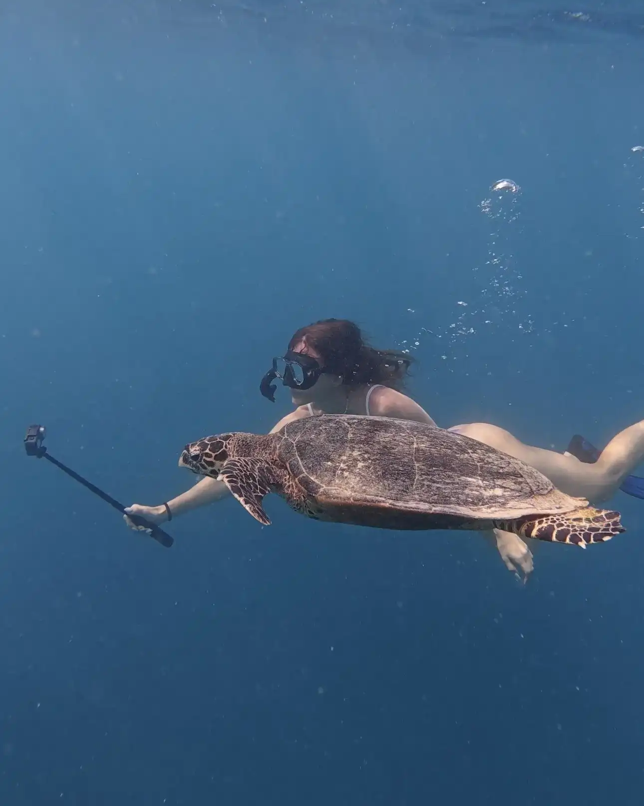 Snorkeller with a camera pole swimming beside a sea turtle