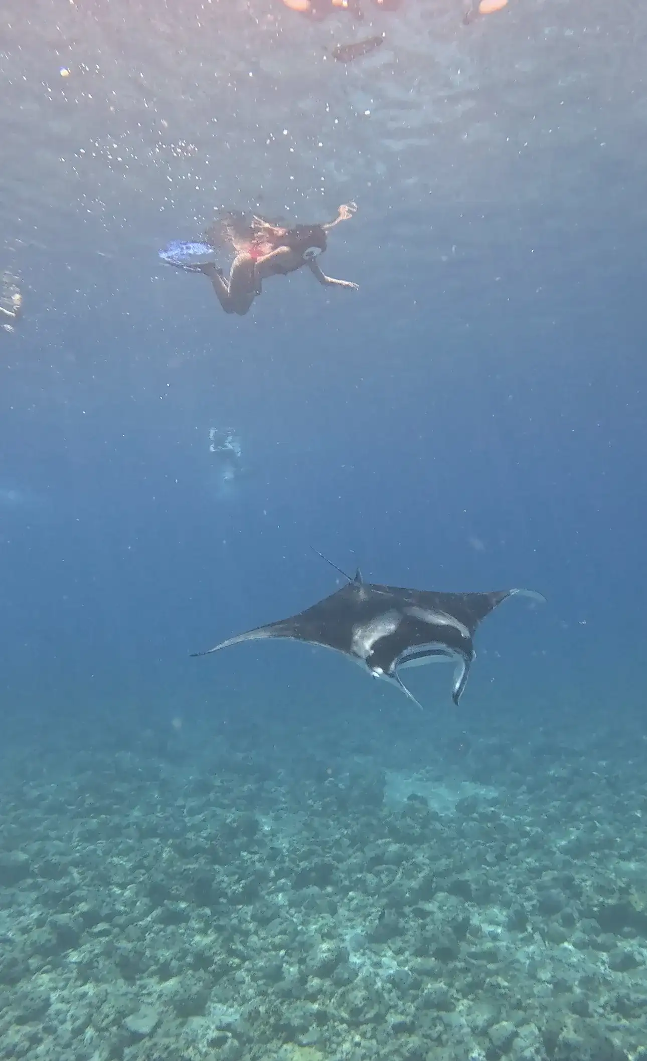 Snorkellers at the surface watching a manta ray glide below