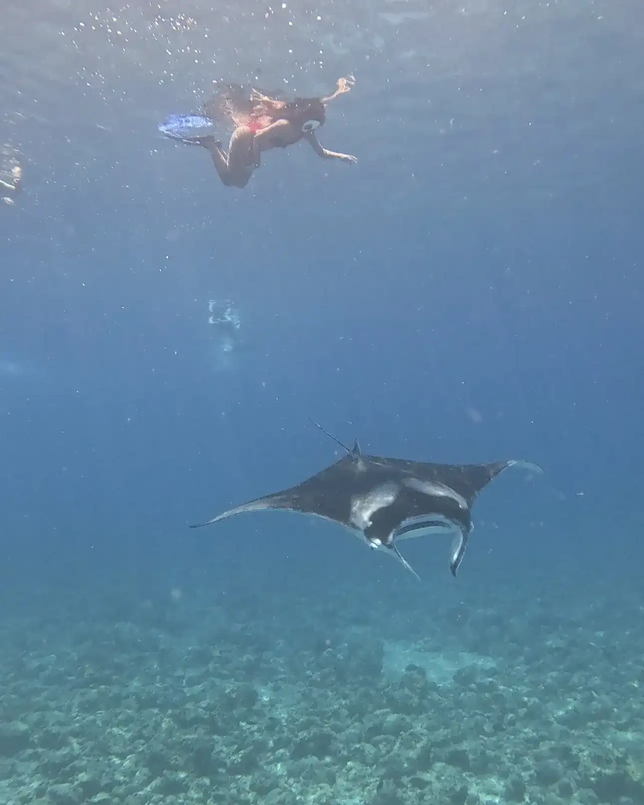 Snorkellers at the surface watching a manta ray glide below