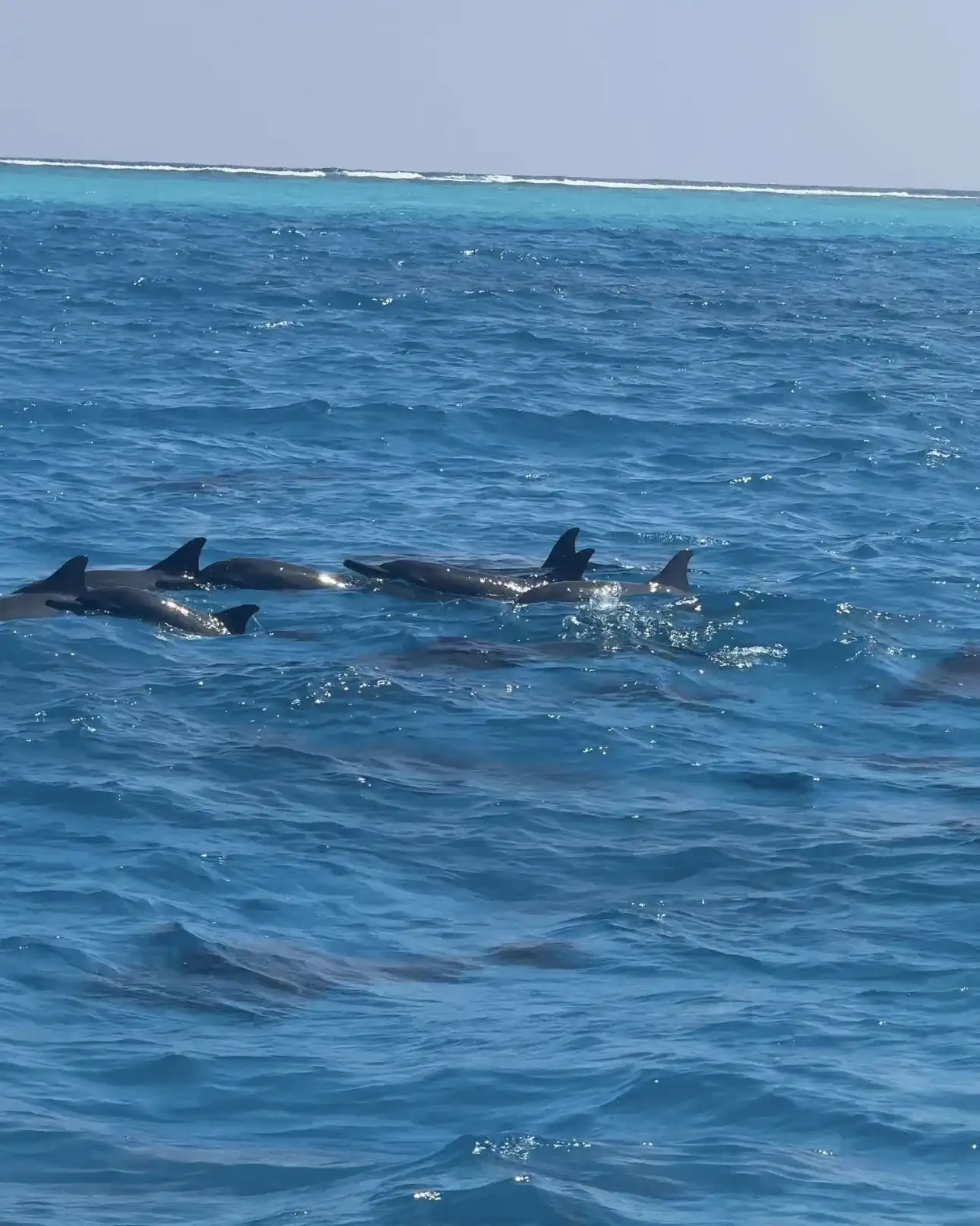 Spinner dolphins surfacing in the open sea beside the boat