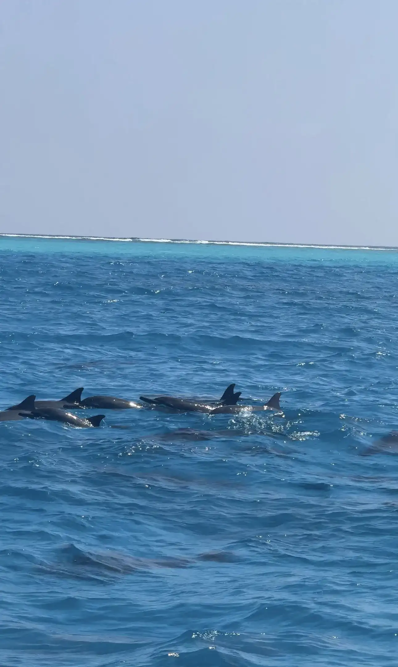Spinner dolphins surfacing in the open sea beside the boat