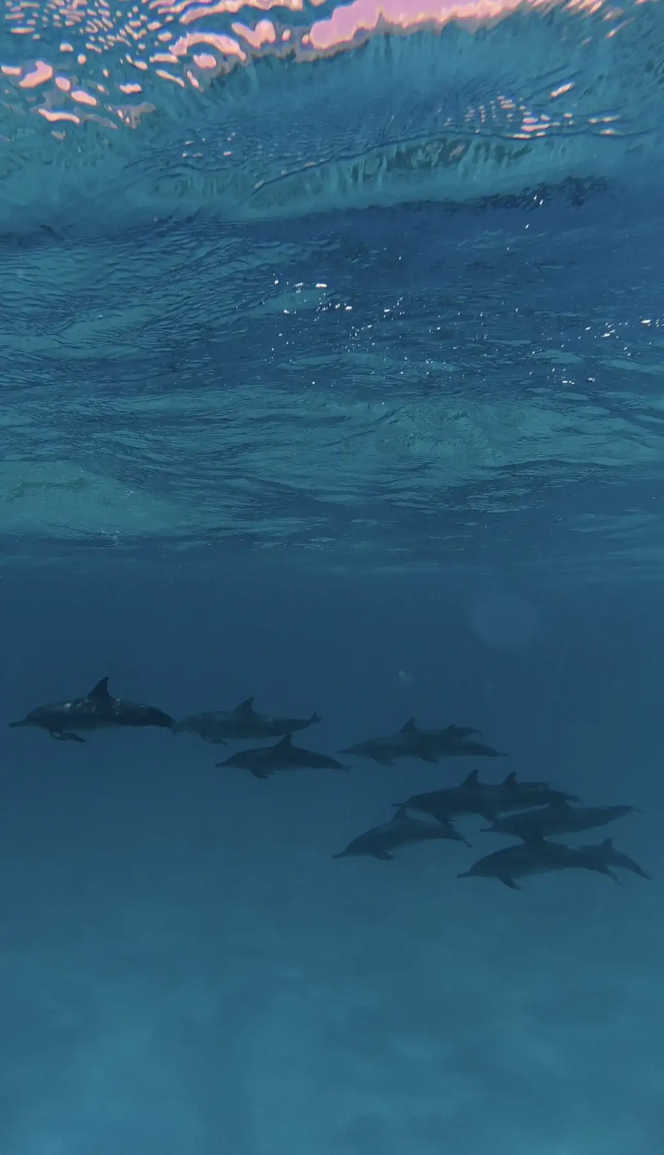 Spinner dolphins swimming in deep blue water below the surface