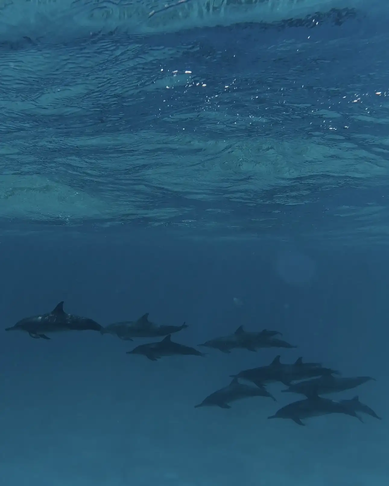 Spinner dolphins swimming in deep blue water below the surface