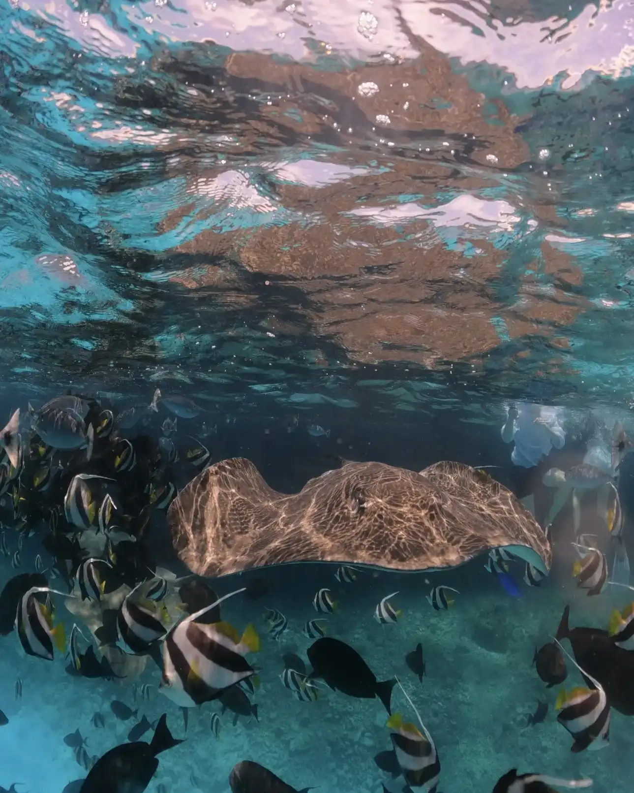Stingray gliding through a school of reef fish